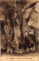 Damascus, Platane colossal dans une Rue / Huge plane tree in a Street